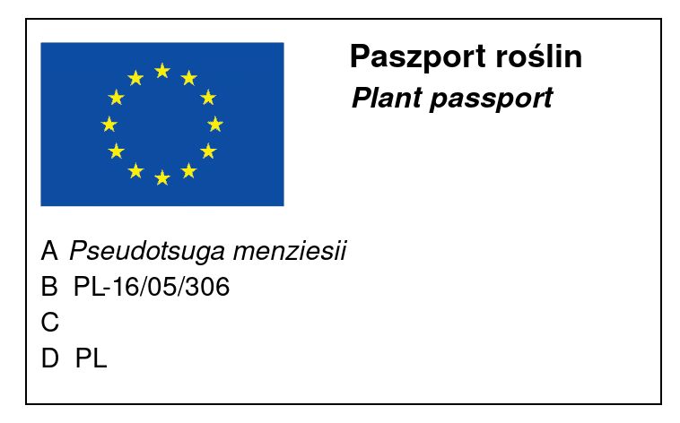 Pseudotsuga menziesii 'Glauca' - Blå douglasgran