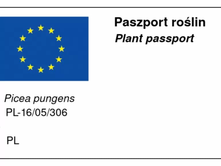 Picea pungens 'Omega' - Blågran