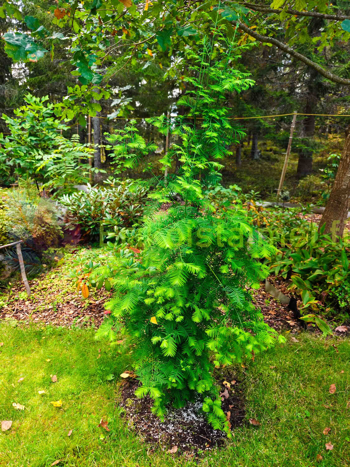 Metasequoia glyptostroboides – kinesisk sekvoja