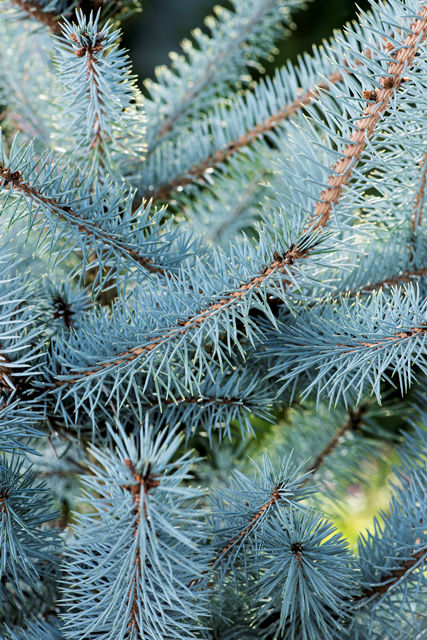 Picea pungens 'Blue Diamond' - Blågran