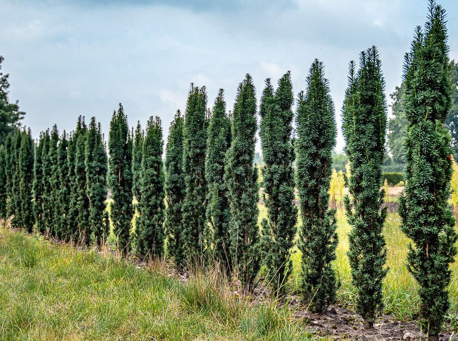 Taxus baccata ’Fastigiata Robusta’ - Pelaridegran