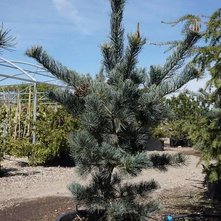 Pinus parviflora ’Blue Giant’ - Japansk dvärgpinje