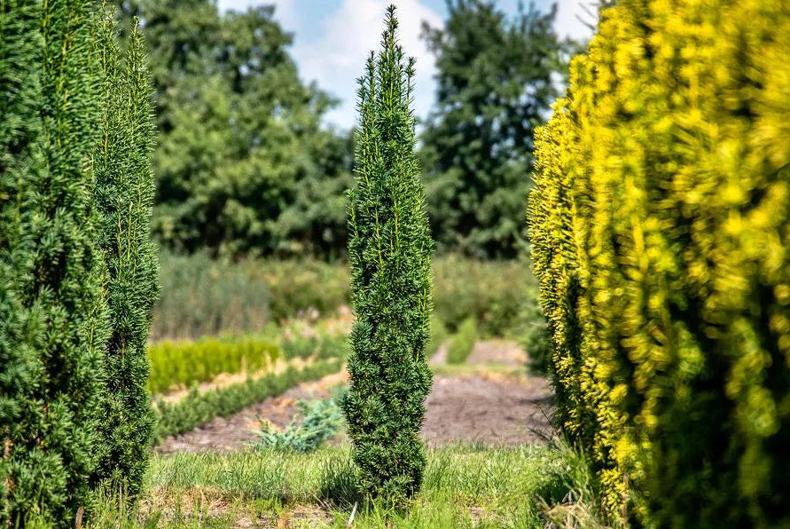 Taxus baccata ’Fastigiata Robusta’ - Pelaridegran