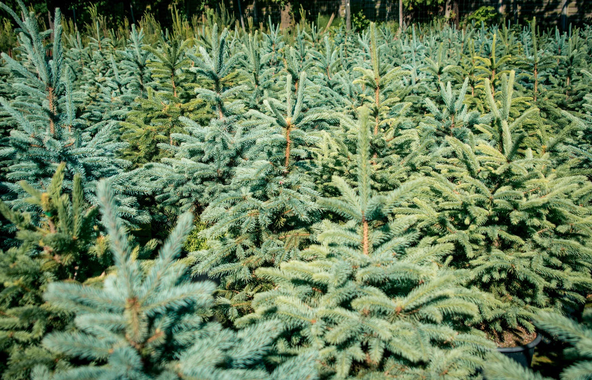 Picea pungens "Glauca" - Blue Spruce / Silver Spruce 