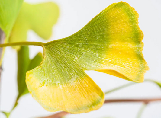 Ginkgo biloba - Neidonhiuspuu