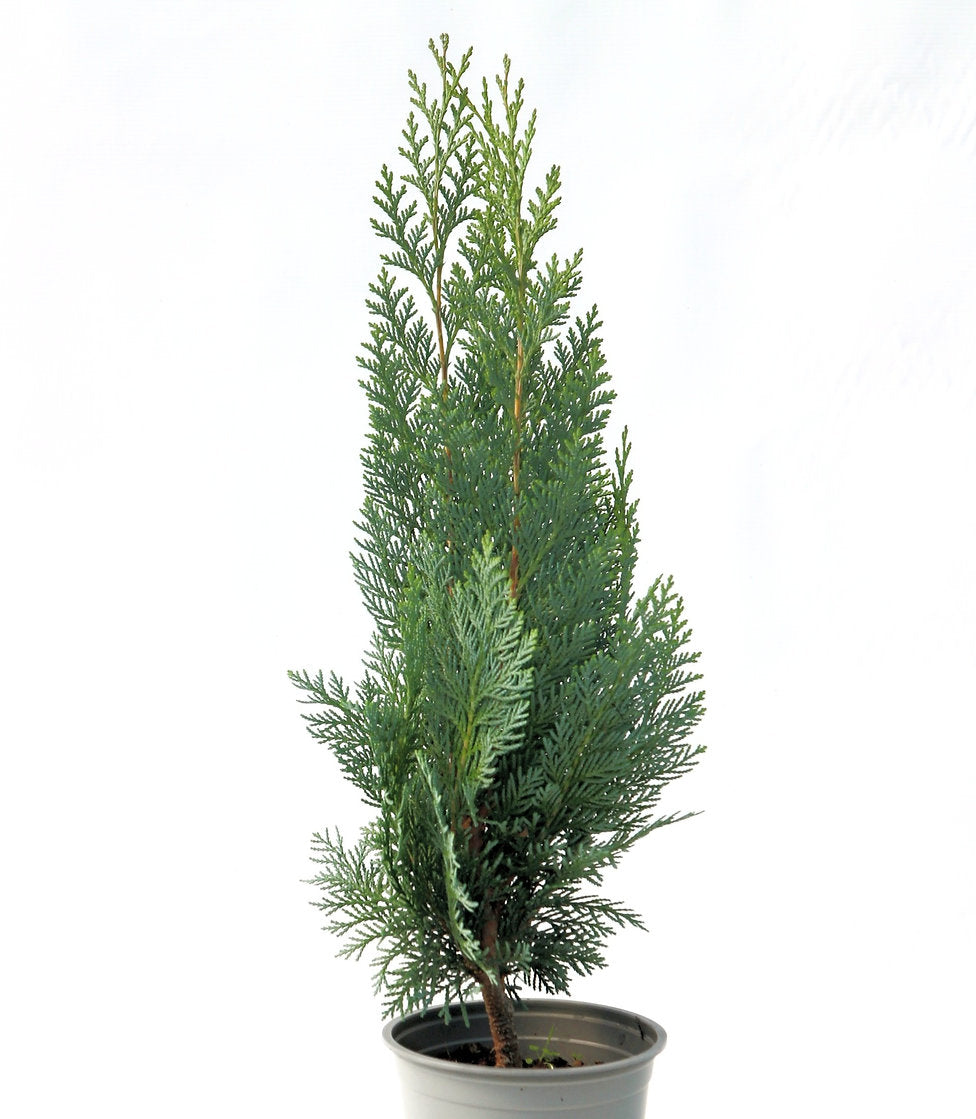 Chamaecyparis lawsoniana 'Columnaris' - Lawsoncypress
