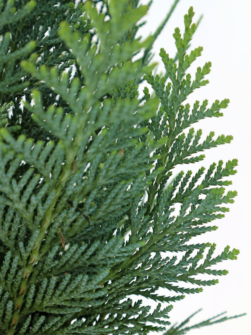 Chamaecyparis lawsoniana 'Columnaris' - Lawsoncypress