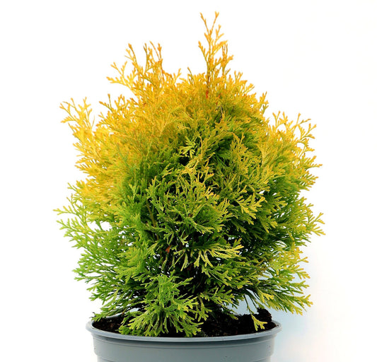 Thuja occidentalis 'Jantar' - Kanadantuija