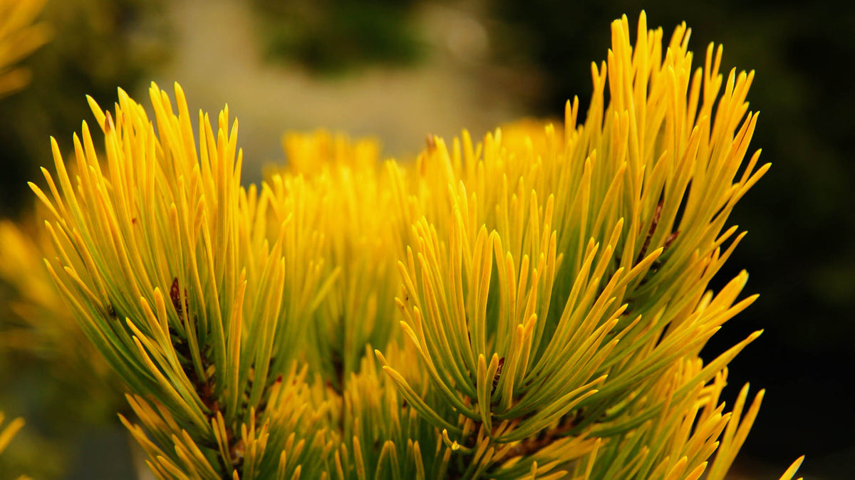 Pinus sylvestris "Aurea Nisbet" - Keltamänty