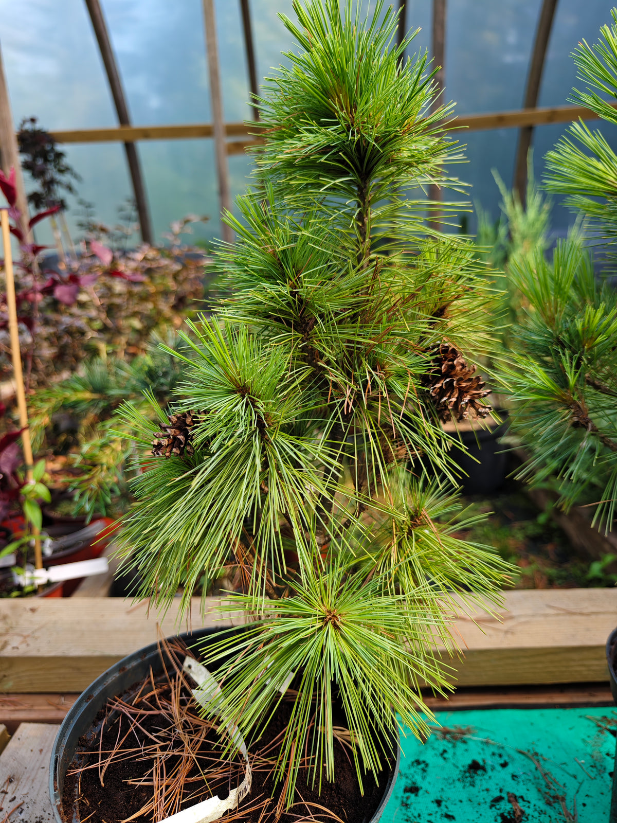 Pinus Schwerinii 'Wiethorst' - Dvärg-hybridtall