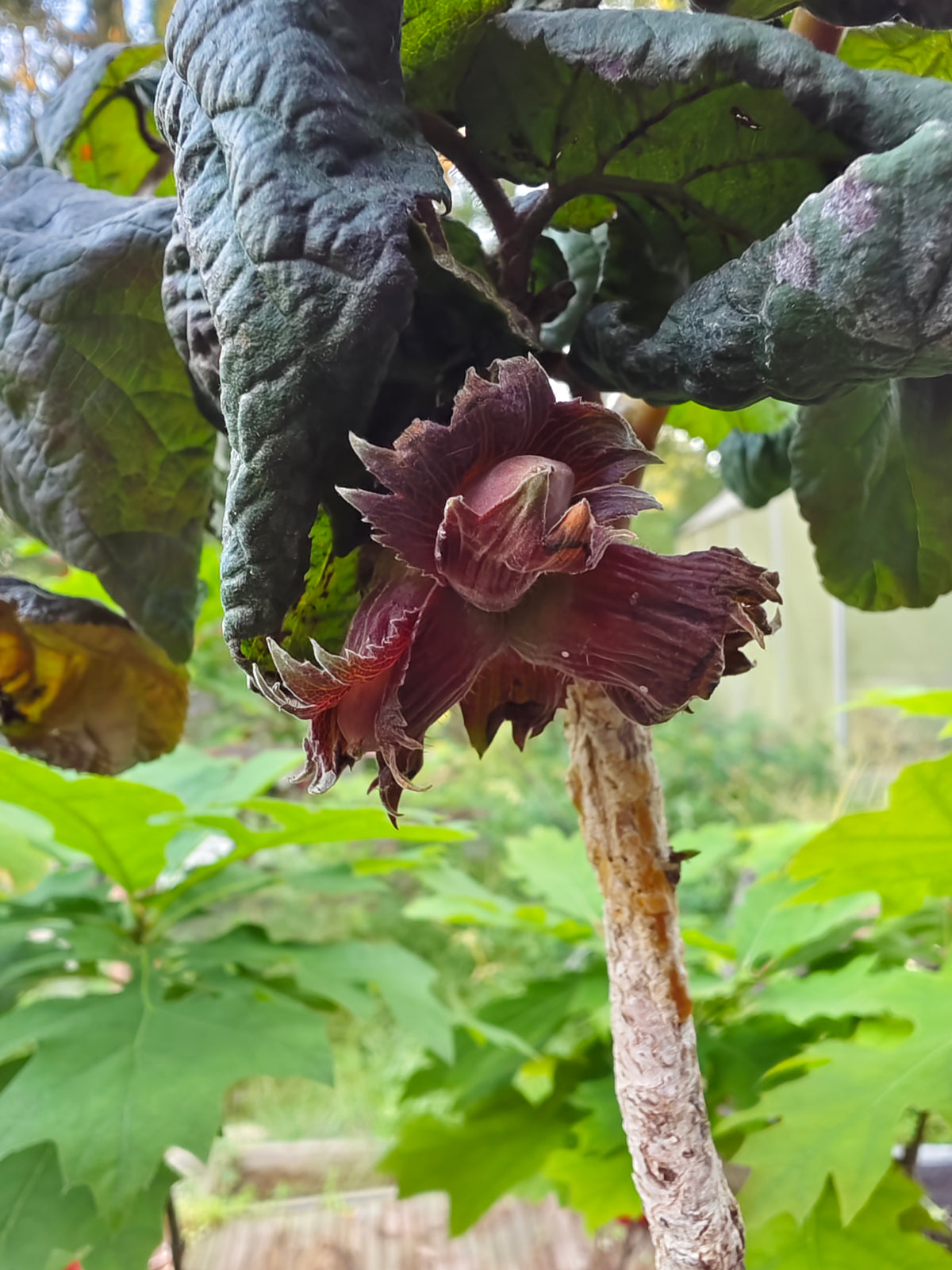 Corylus avellana ’Red Majestic’ "Pendula" - Hängande purpurkorkskruvshasssel