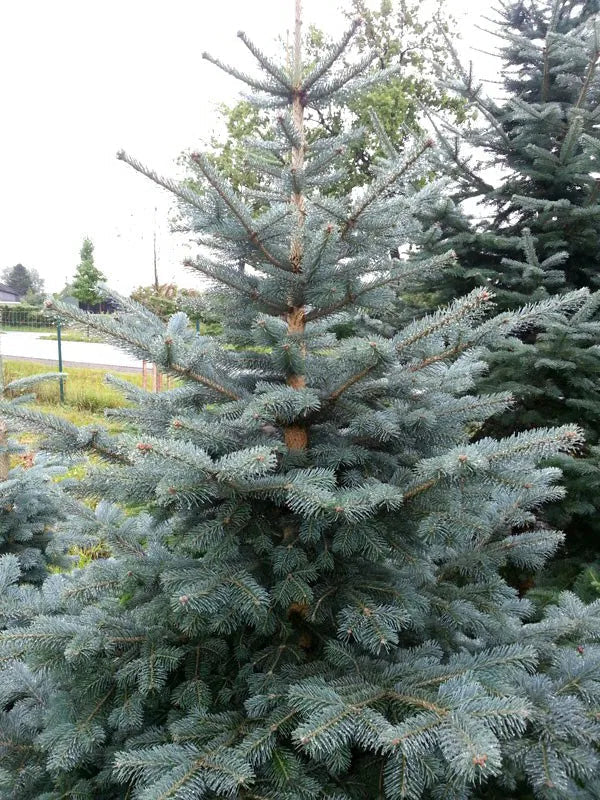 Abies lasiocarpa var. arizonica - Korkkilännenpihta