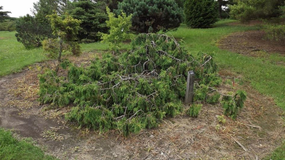 Thuja occidentalis 'Pendula' - Hängtuja