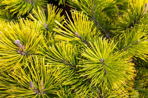 Pinus mugo 'Wintergold' - Dvärgbergtall