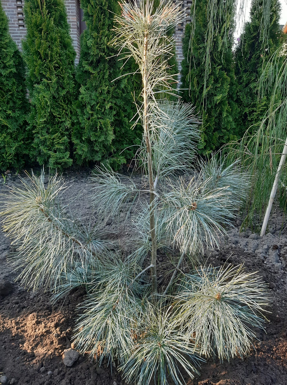 Pinus strobus 'Himmelblau' - Weymouthtall