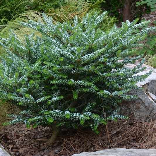 Abies koreana 'Silberlocke' - Kääpiökoreanpihta