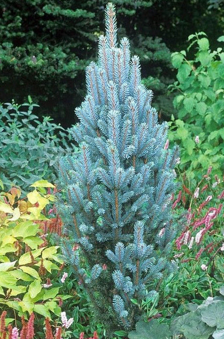 Picea pungens 'Iseli Fastigiate' - Pilarihopeakuusi, Pilarisinikuusi