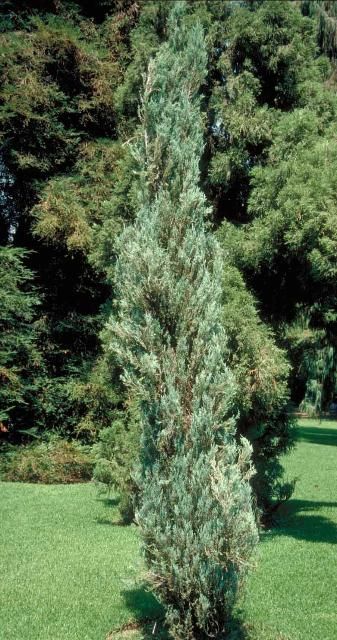 Juniperus Virginiana 'Skyrocket' - Blyertsen