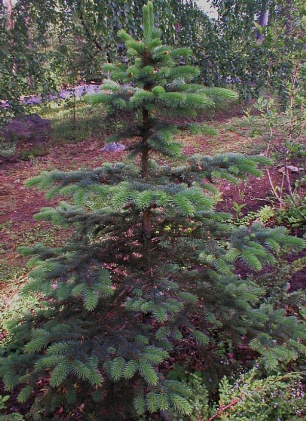 Picea pungens "Glauca" - Blue Spruce / Silver Spruce 