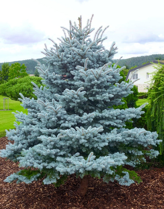 Picea Pungens "Blue Mountain" - Blue spruce 