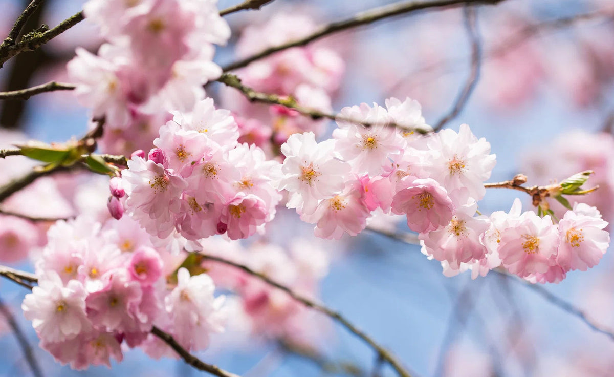 Prunus serrulata 'Royal Burgundy' - Japaninkirsikka
