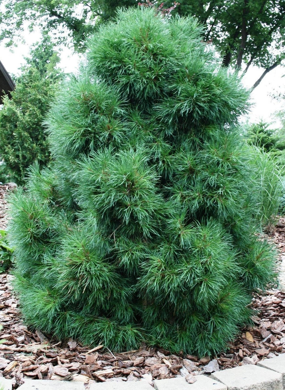 Pinus sylvestris 'Globosa Viridis' - Tall
