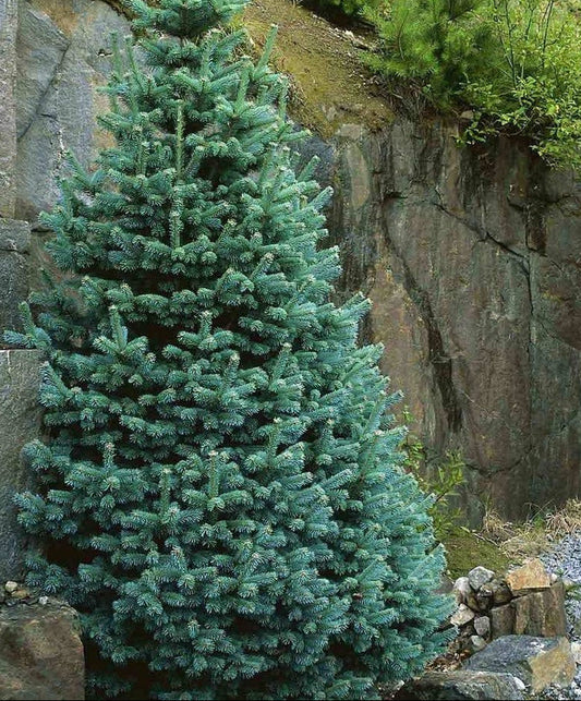 Abies lasiocarpa 'Compacta' - Kääpiölännenpihta