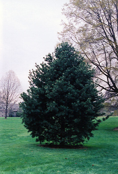 Pinus Flexilis 'Glauca' - Rocky Mountains contortatall