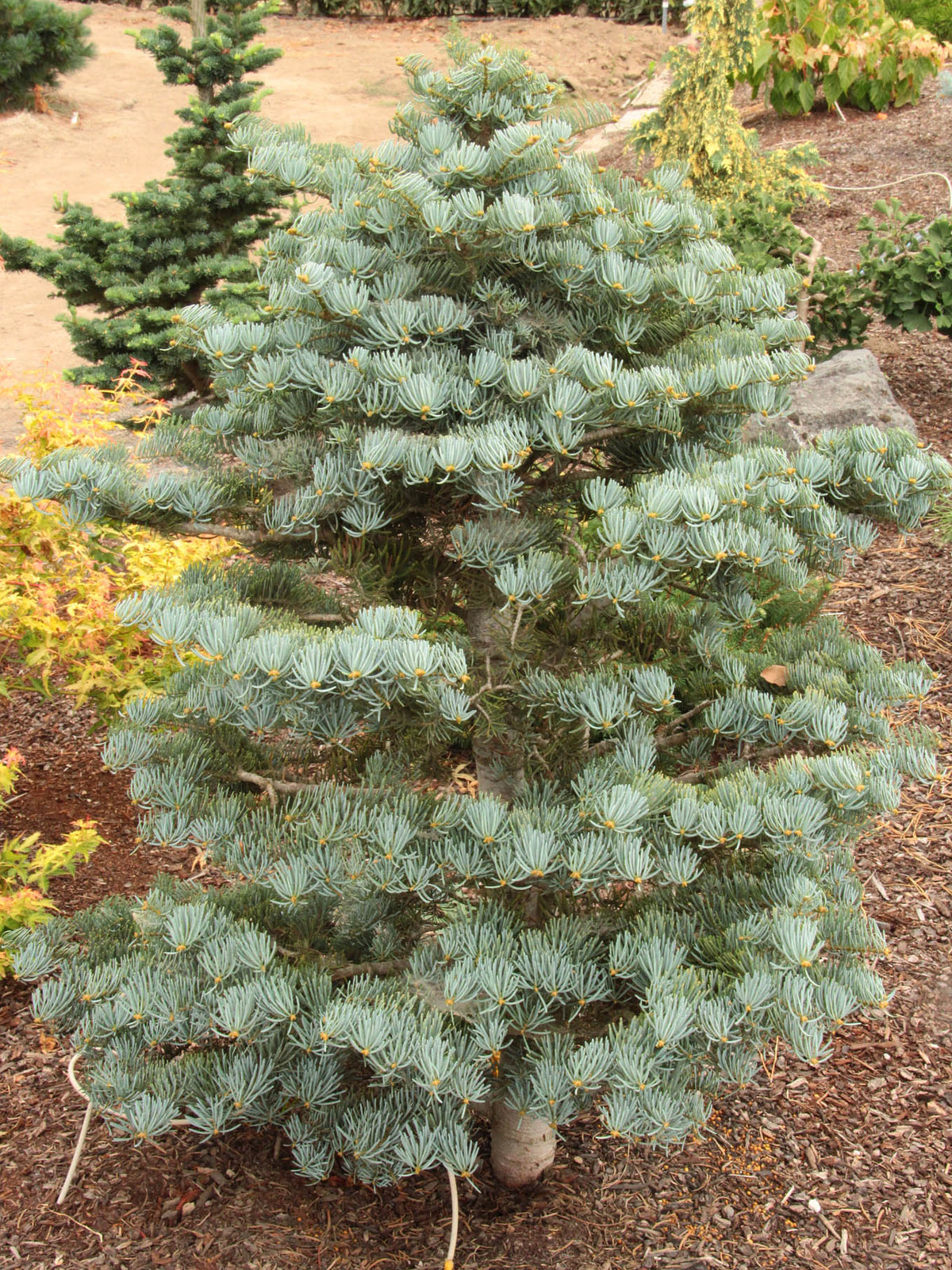 Abies concolor 'Archer's Dwarf' - Gray Spruce 
