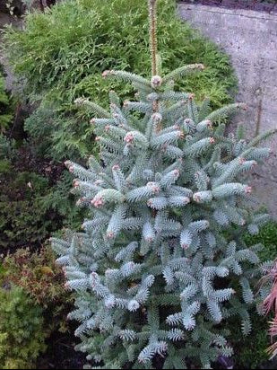 Abies pinsapo 'Glauca' - Espanjanpihta