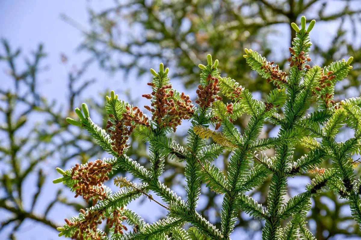 Abies procera - Aitopihta (Kuningaspihta)