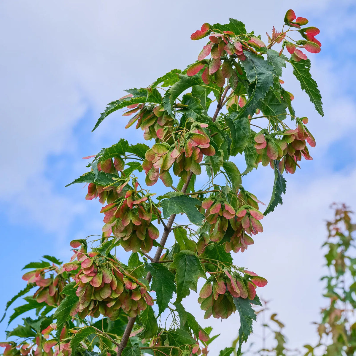 Acer tataricum 'Ginnala Fire' - Tataarivaahtera, pikkuvaahtera