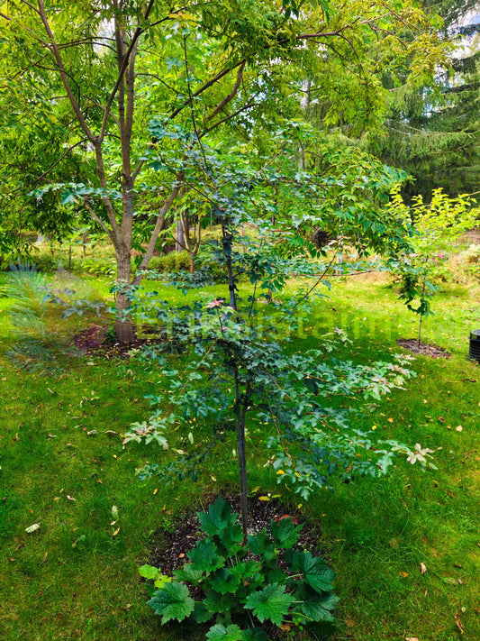 Acer campestre - Niverävaahtera