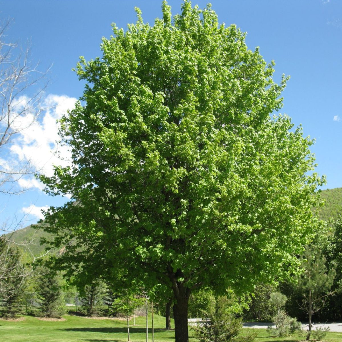 Acer campestre - Niverävaahtera