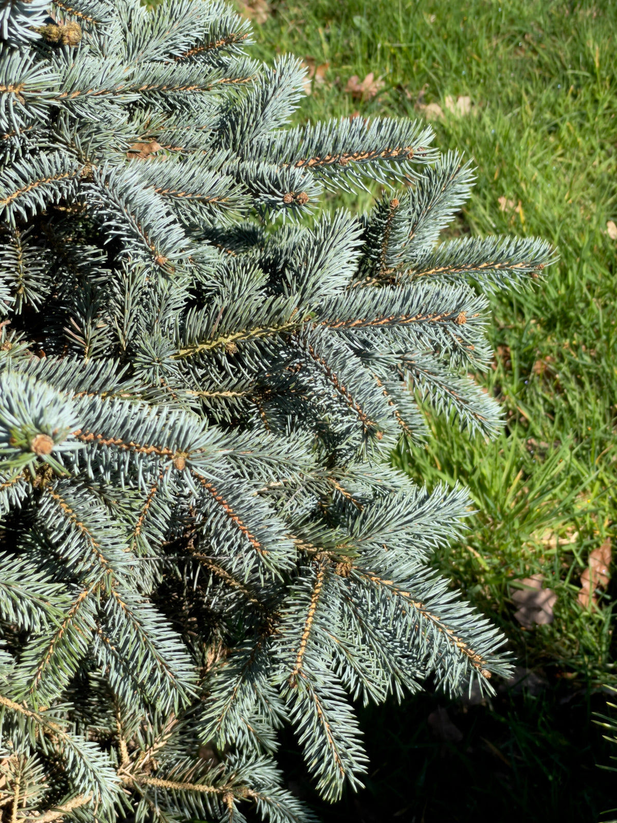 Picea pungens 'Erich Frahm' - Blågran