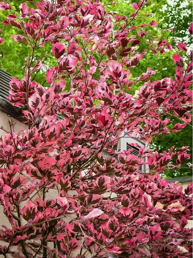 Fagus sylvatica 'Roseomarginata' (Purpurea Tricolor) - Kirjopunapyökki