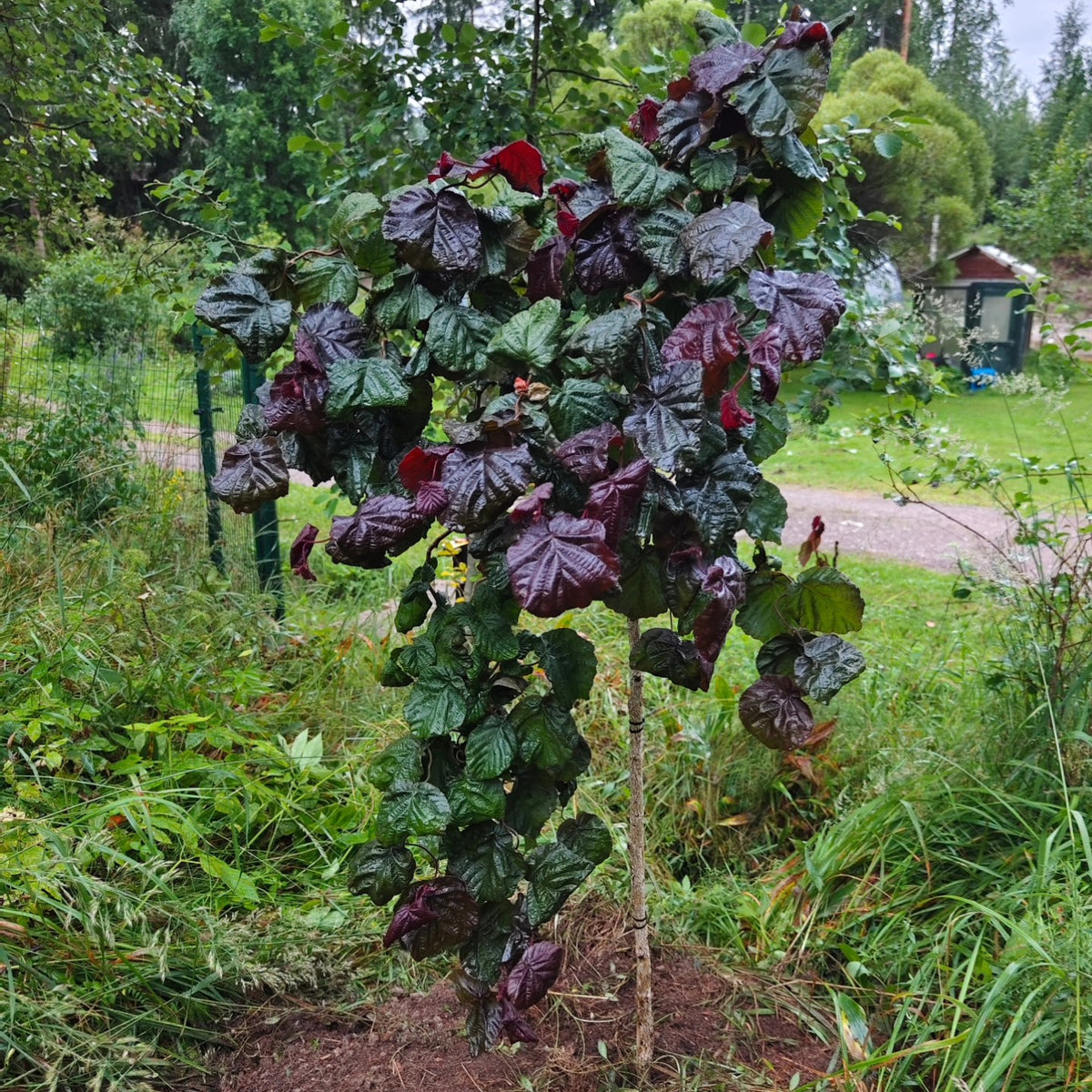 Corylus avellana ’Red Majestic’ "Pendula" - Hängande purpurkorkskruvshasssel
