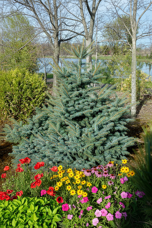 Picea pungens 'Erich Frahm' - Sinikuusi