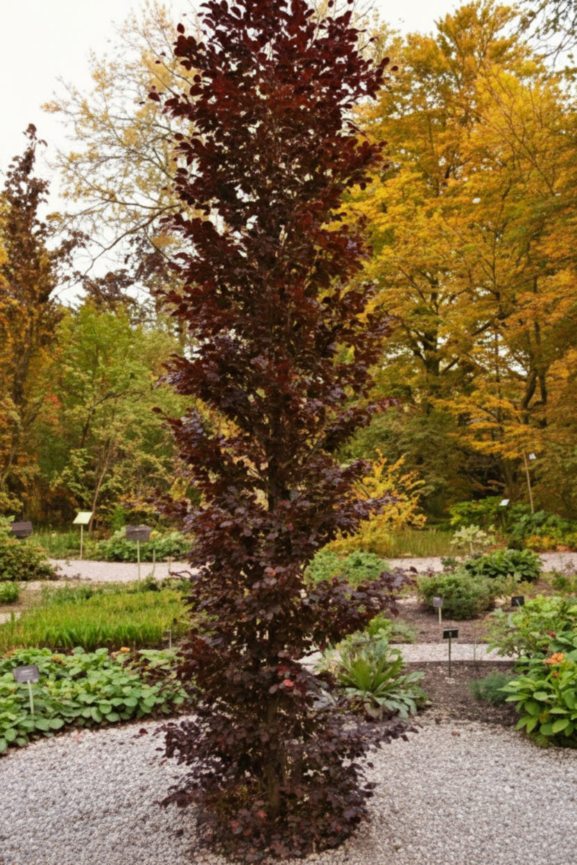 Fagus sylvatica 'Rohan Obelisk' - Pilaripunapyökki
