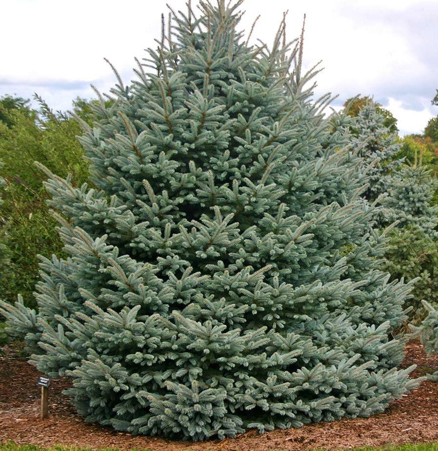 Picea pungens 'Fat Albert' - Blågran / Stickgran / Silvergran
