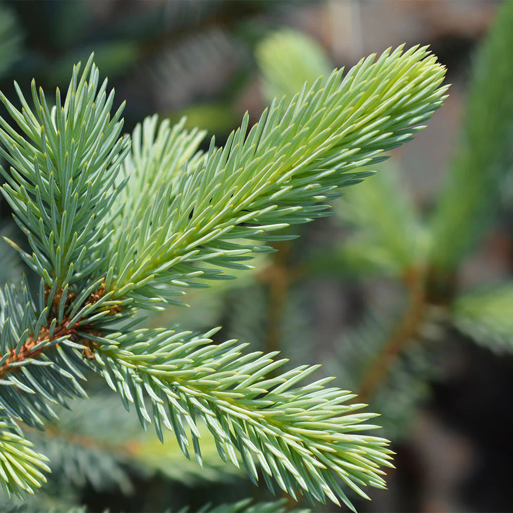Picea pungens 'Fat Albert' - Blågran / Stickgran / Silvergran