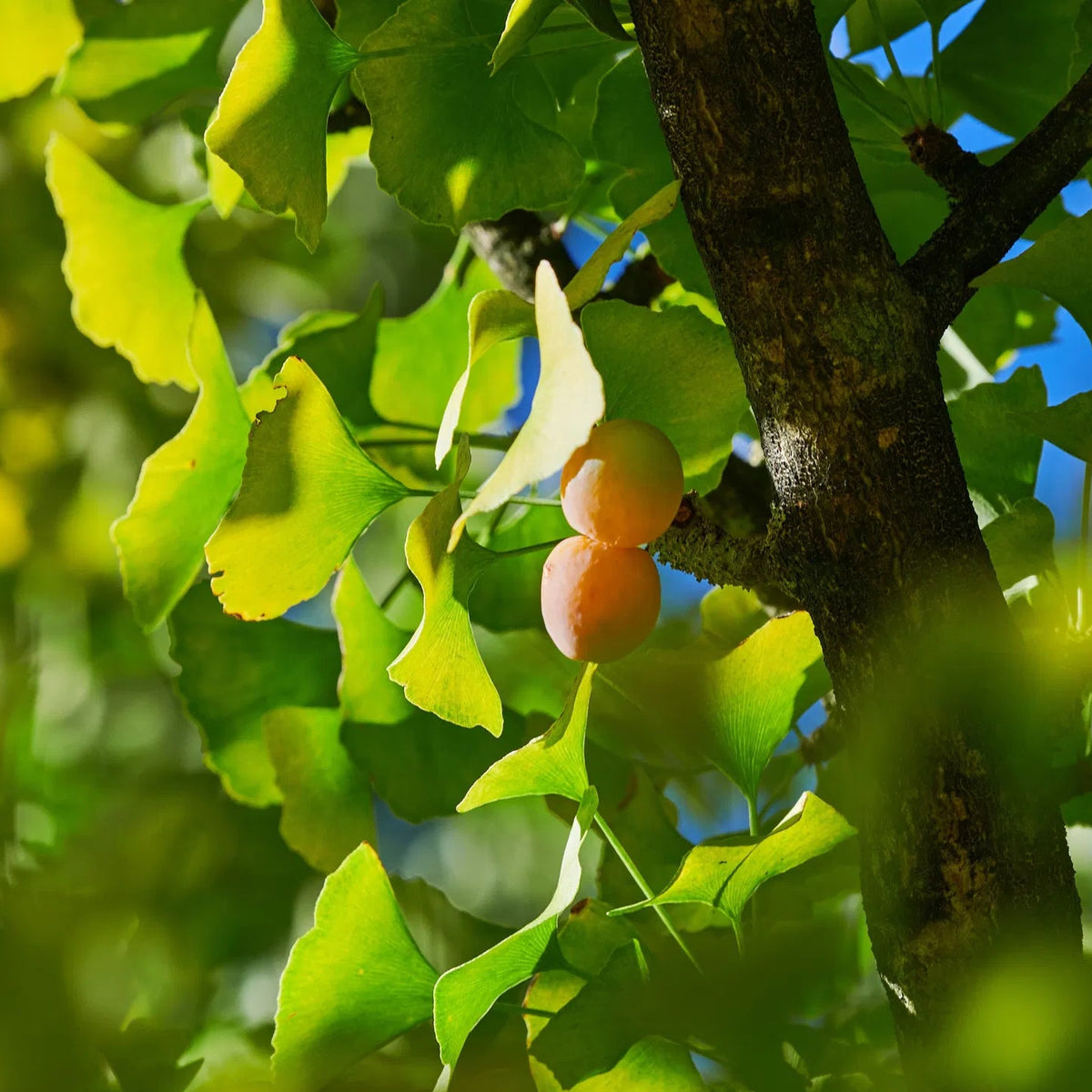 Ginkgo biloba - Neidonhiuspuu