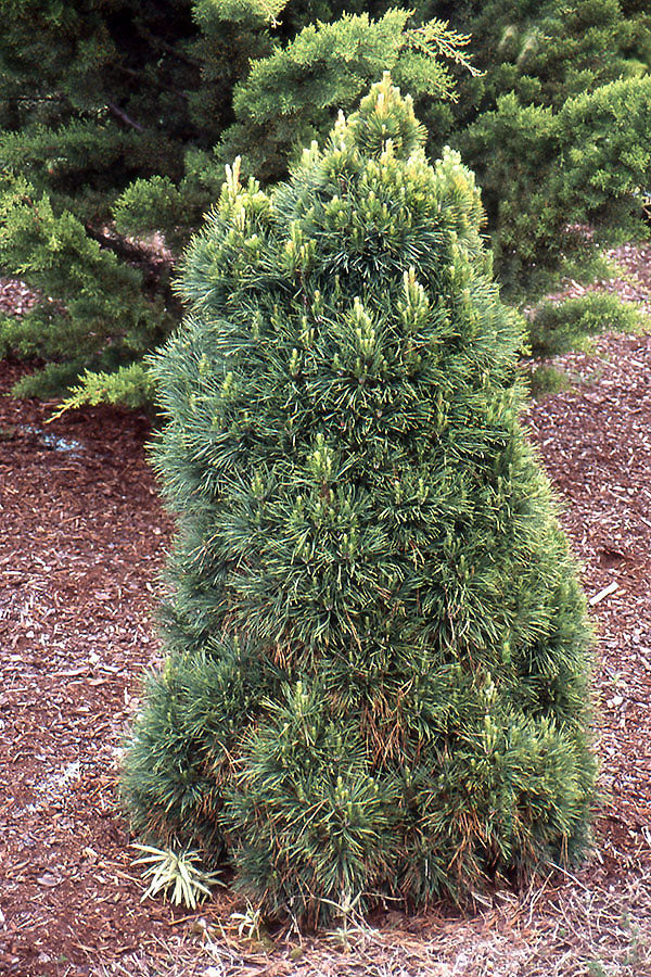 Pinus sylvestris 'Globosa Viridis' - Tall