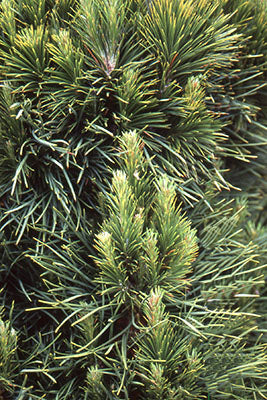 Pinus sylvestris 'Globosa Viridis' - Tall