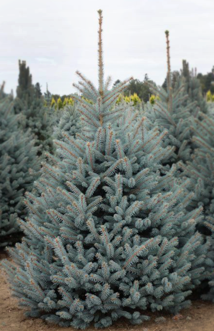 Picea pungens 'Fat Albert' - Blågran / Stickgran / Silvergran