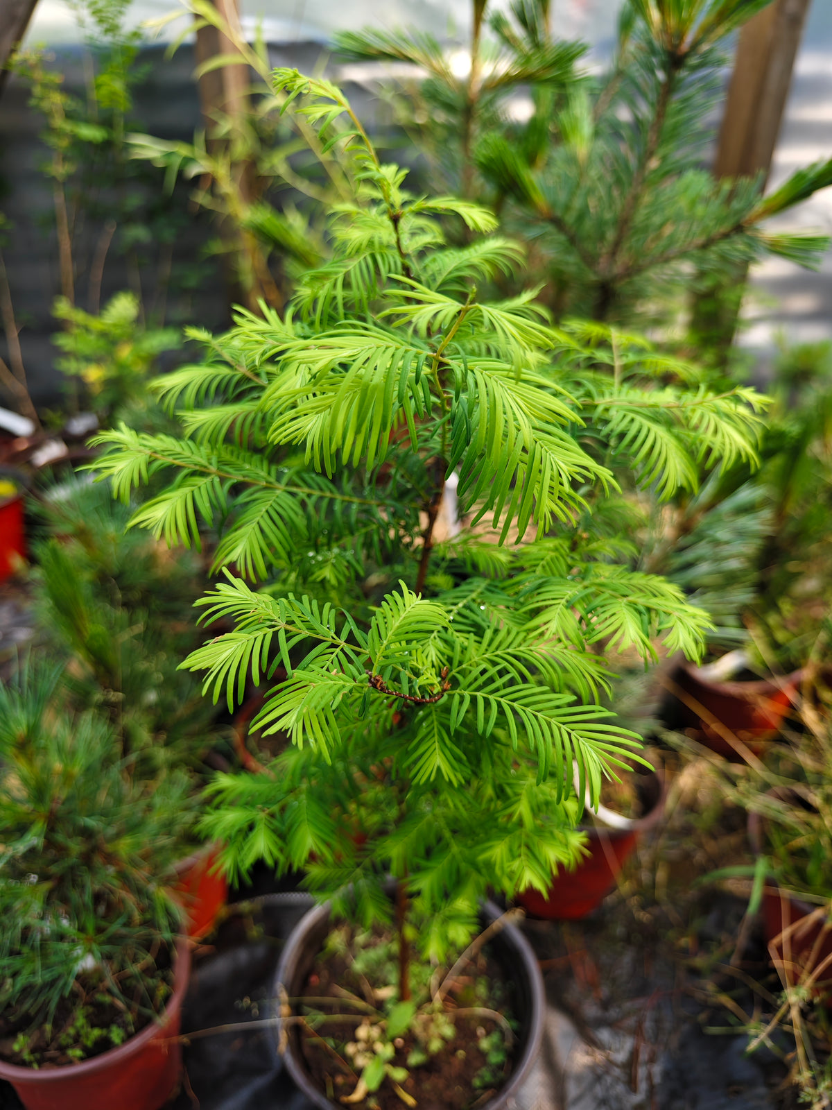 Metasequoia glyptostroboides – kinesisk sekvoja