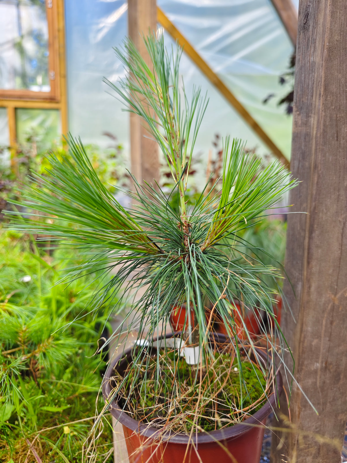 Pinus Schwerinii - Schwerins tall