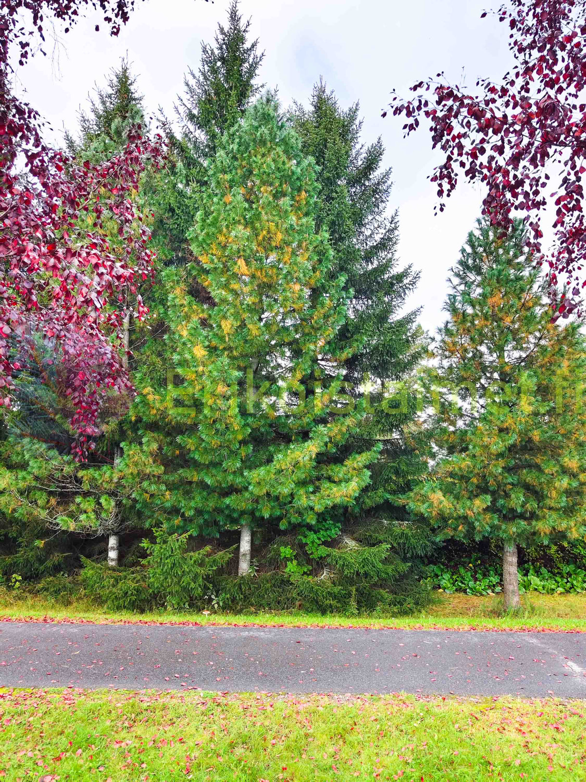 Pinus Peuce - Makedonianmänty
