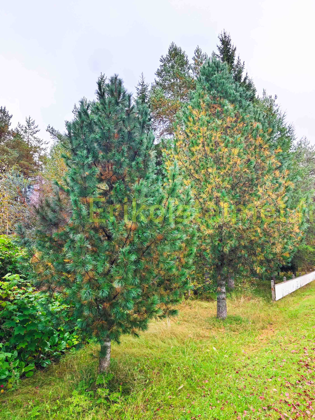 Pinus Peuce - Makedonianmänty