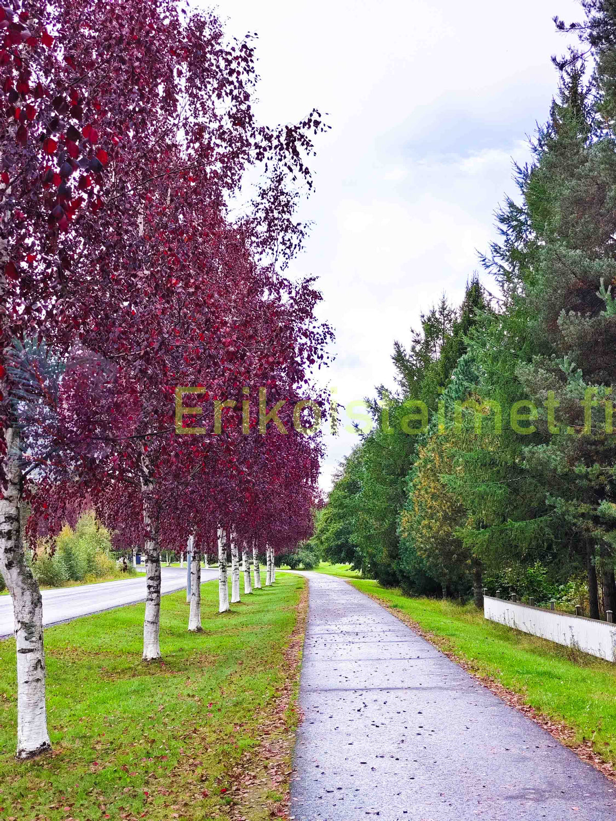 Betula pubescens 'f. rubra' - Punakoivu, hieskoivun punalehtinen muoto (Suomalainen taimi)